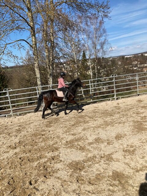 brauner reitpony wicher