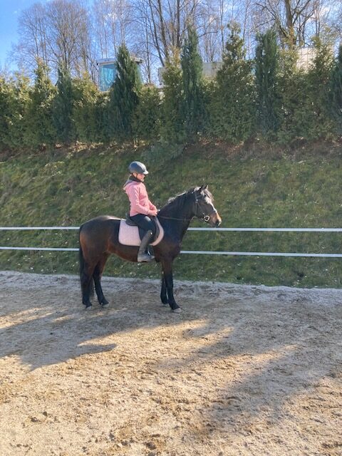 freizeitpferd wicher