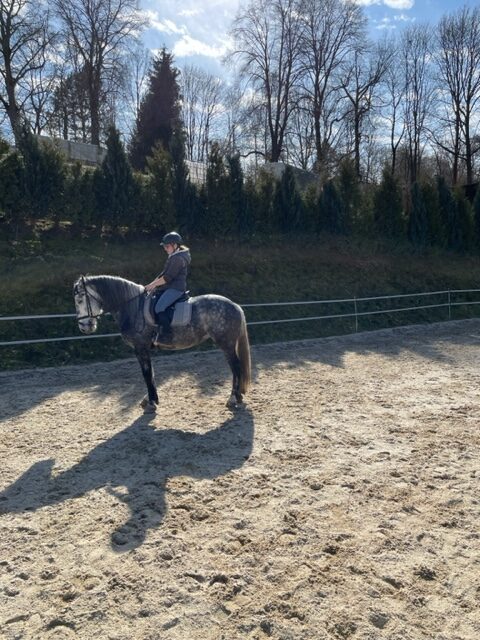reitpferd stute karina