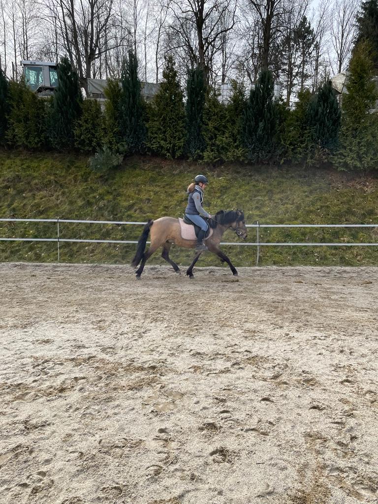 reitpony baca
