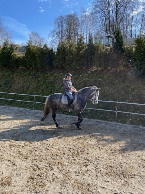 schimmel stute karina