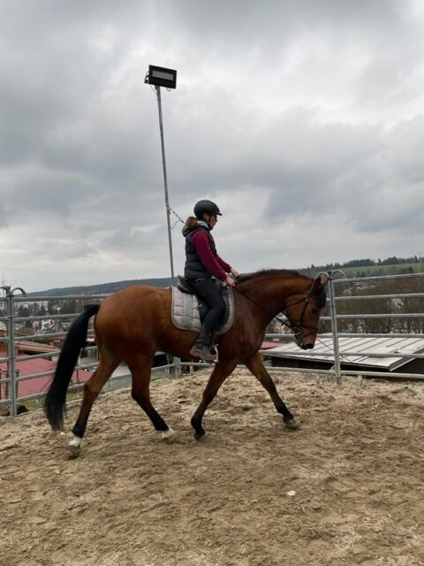 warmblu magnat