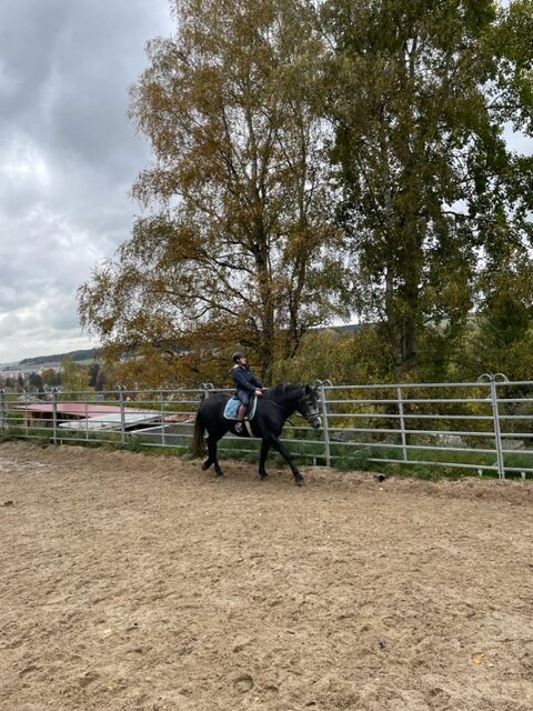 reitpferd egon 1