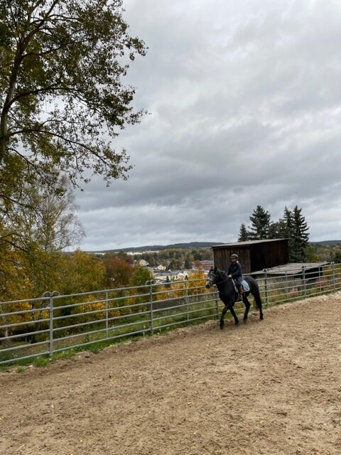 warmblut egon