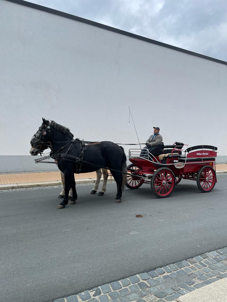 fahrpferd egon 1