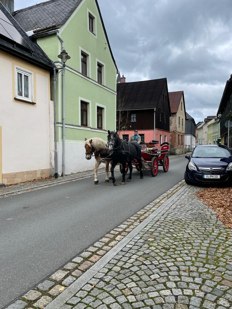 fahrpferd warmblut egon