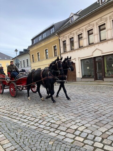 kutschpferde amarant und amon