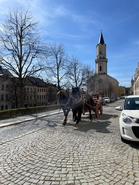 fahrpferd pikador