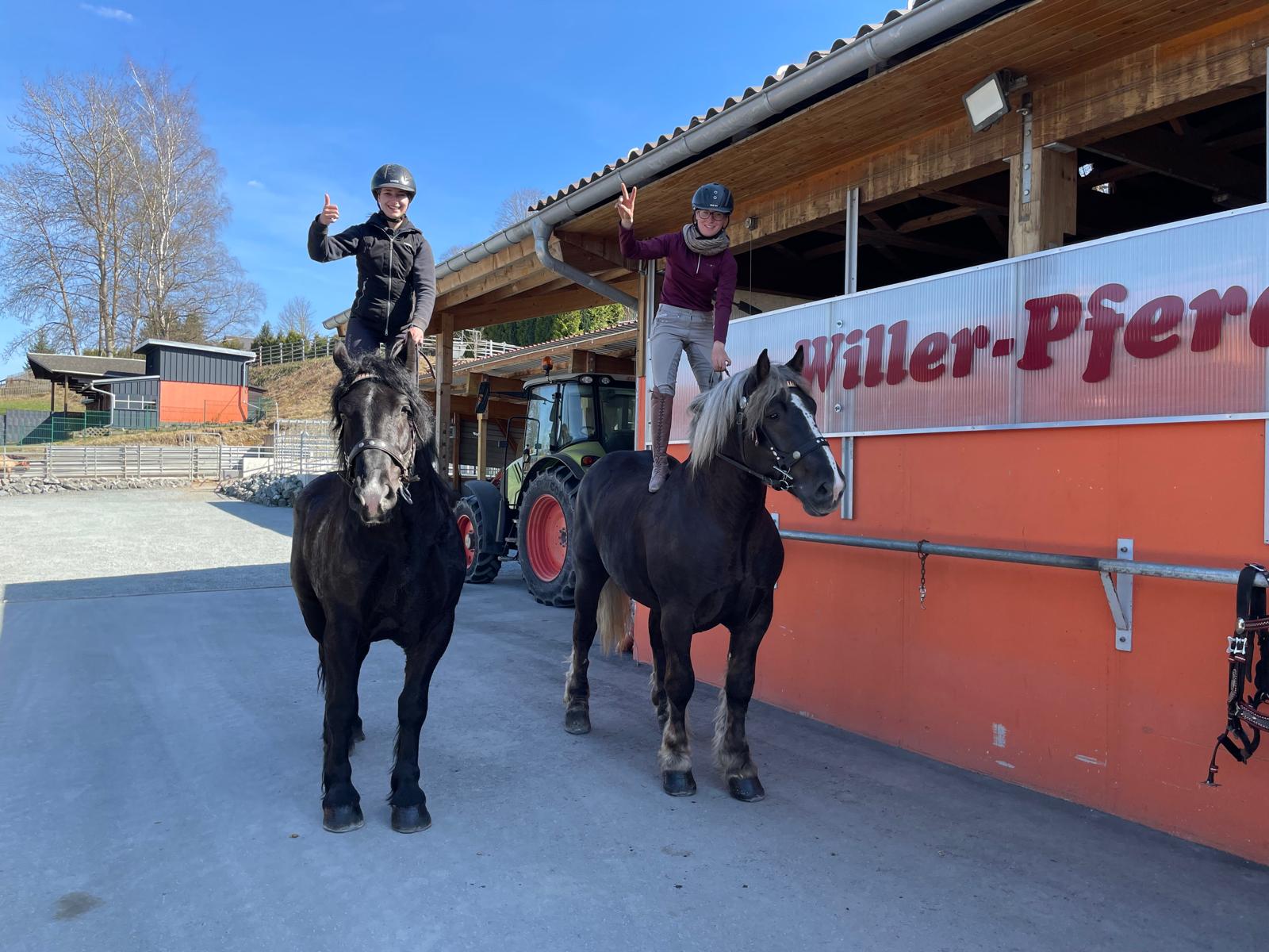 freizeitpferd pikador
