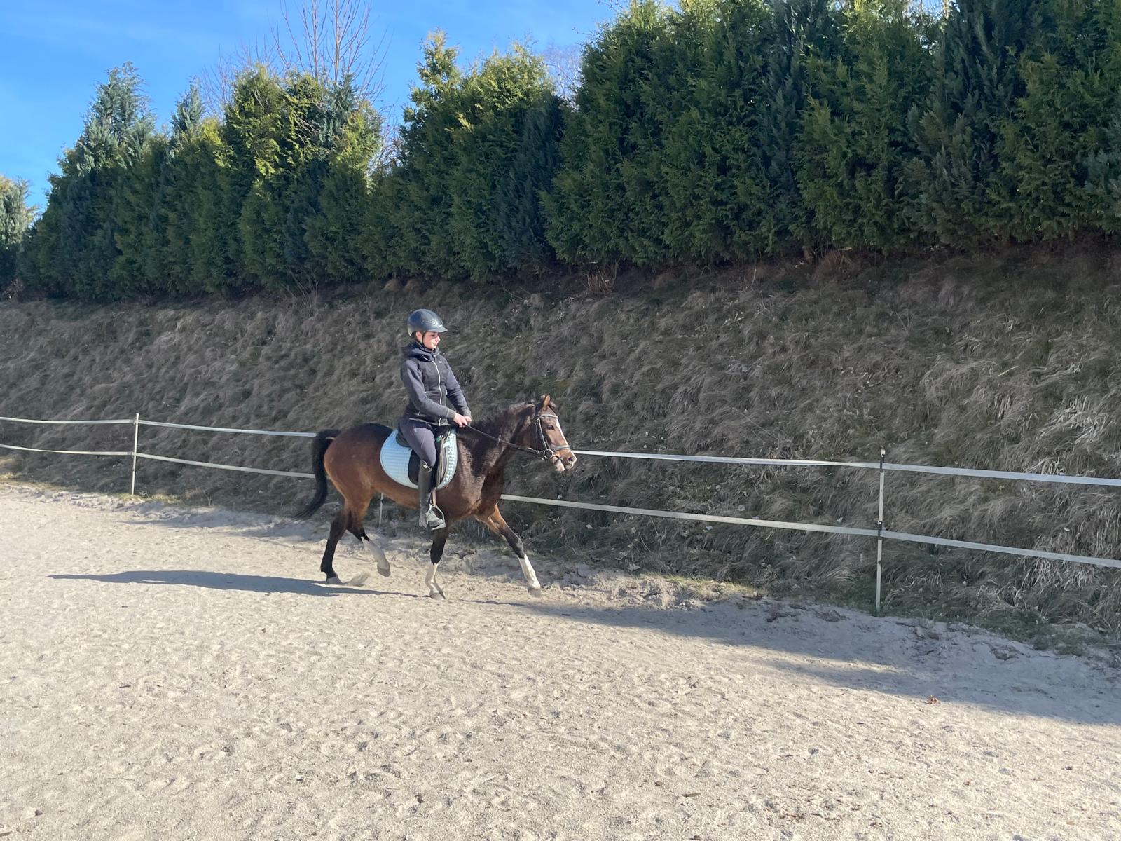 ponystute wiola