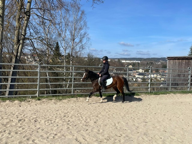 ponystute wiola1