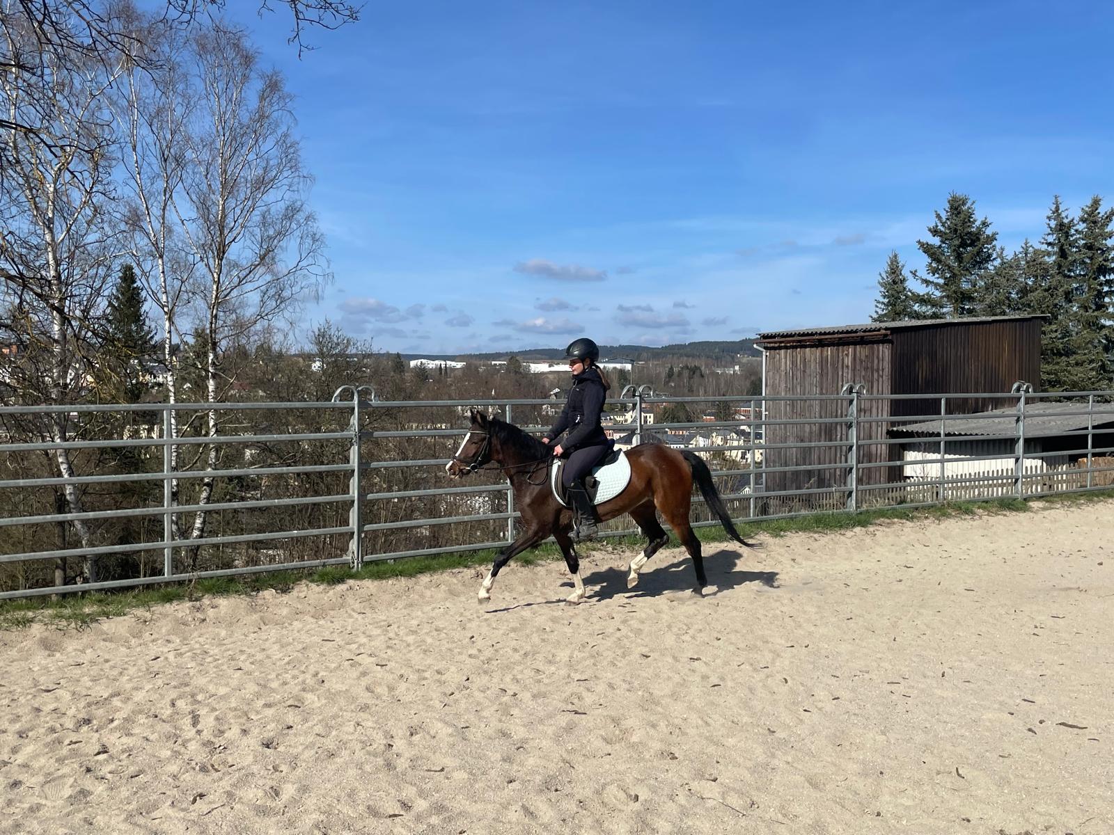 reitpony wiola