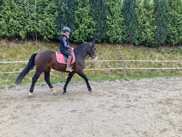 porto warmblut wallach