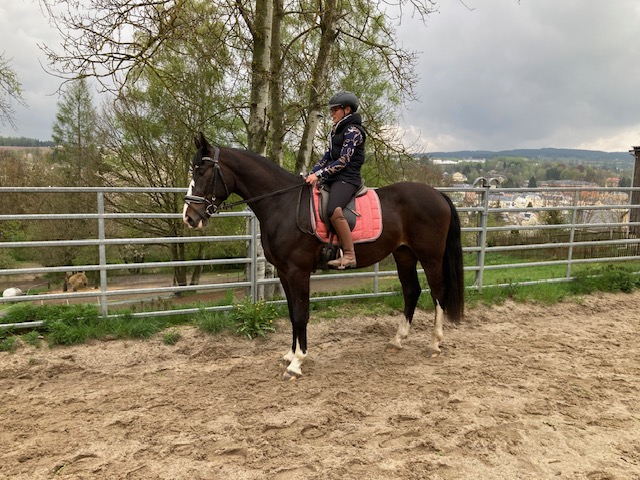 reitpferd lemar