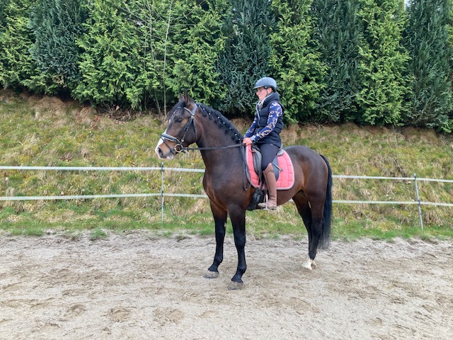 reitpferd porto