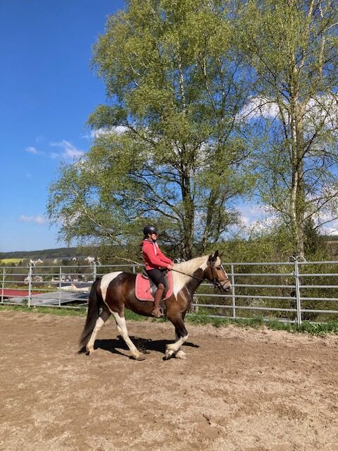 reitpferd stute perle
