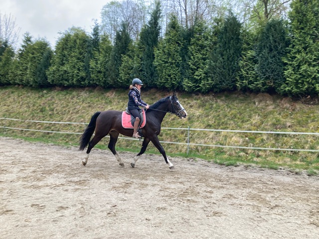 warmblut lemar
