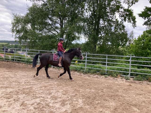 freizeitpferd ekar