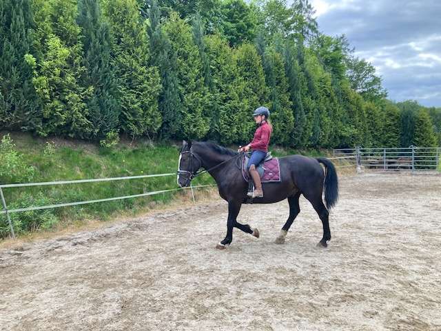 reitpferd ekar