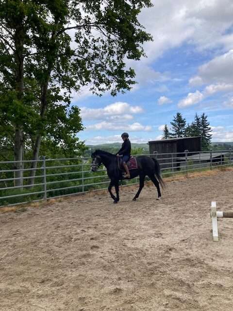 reitpferd izer