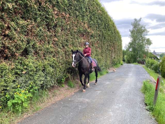 warmblut ekar
