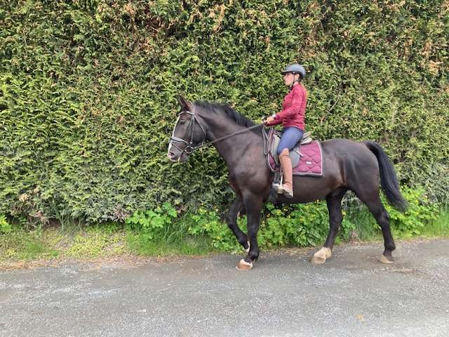 warmblut wallach ekar