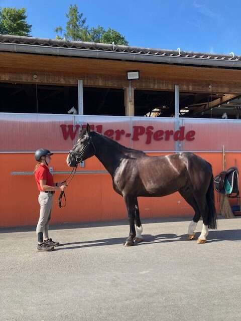 fahrpferd papito