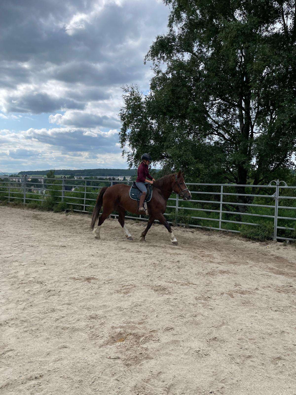 reitpferd laguna