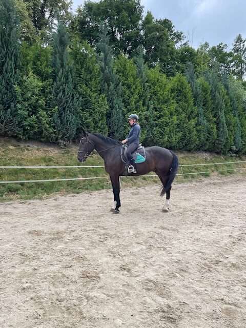 reitpferd rys