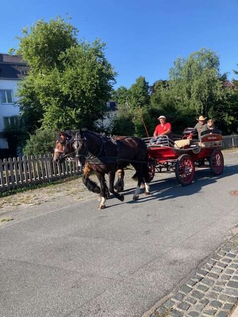 warmblut papito