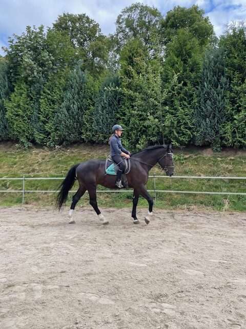 warmblut rys