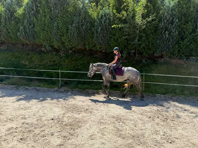 reitpferd dama