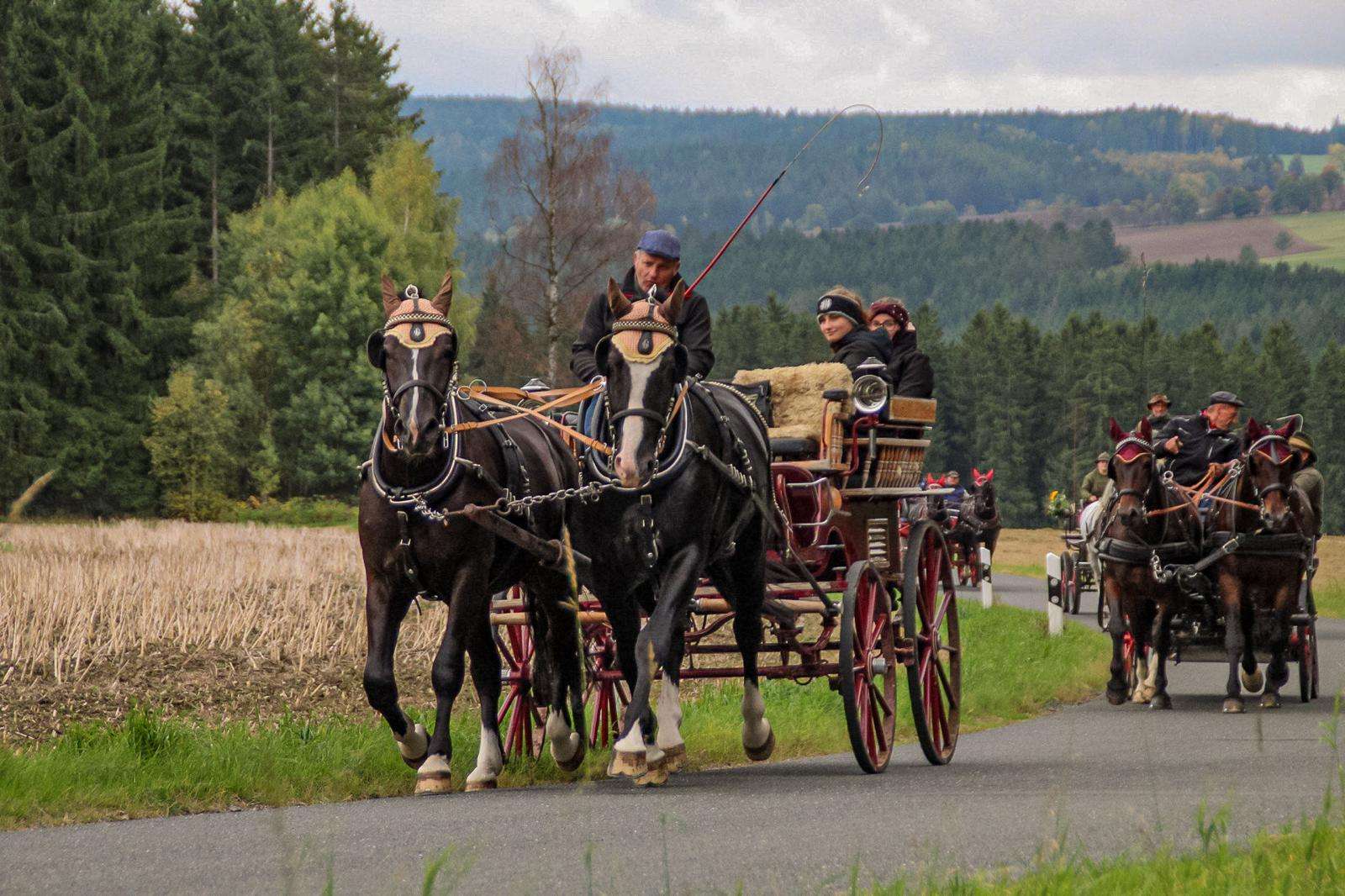 fahrpferde rodos und aslan