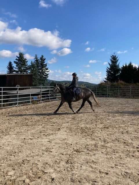 freizeitpferd sawanna