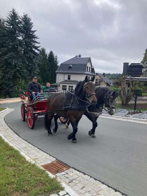 kaltblut stute santi