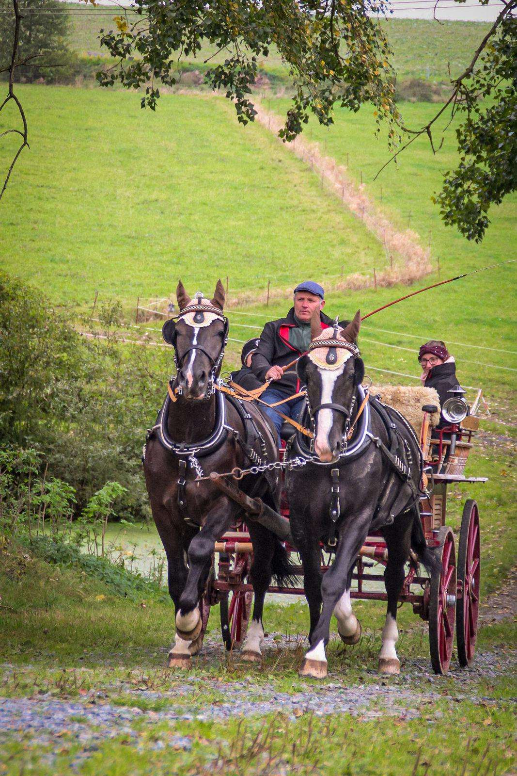 rodos und aslan fahrpferde