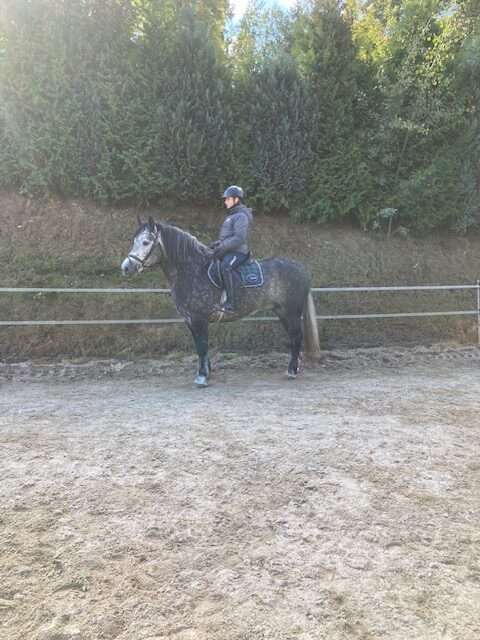 schimmel stute sawnna