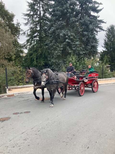 zweispänner sawanna