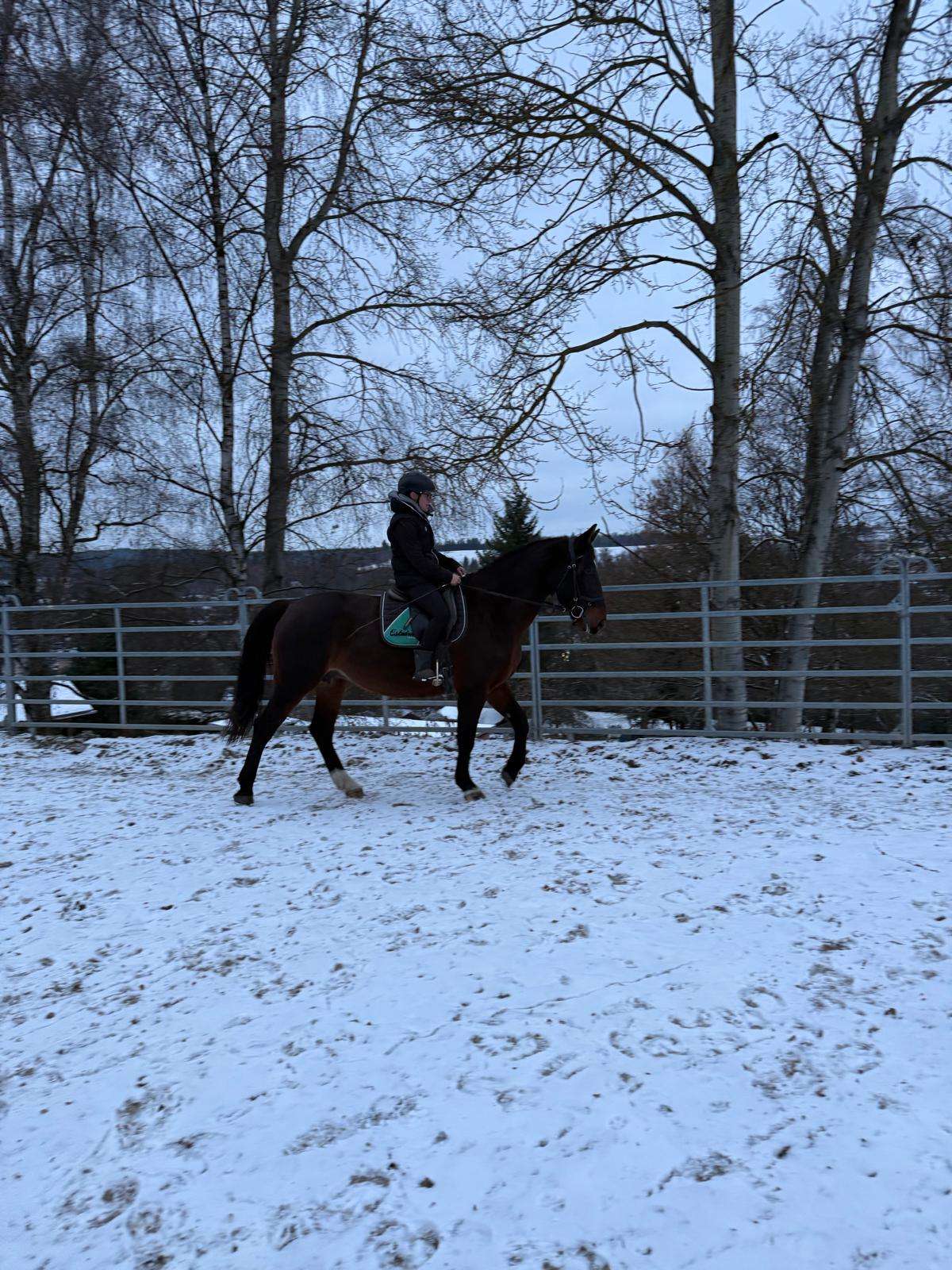 braune stute barcelona