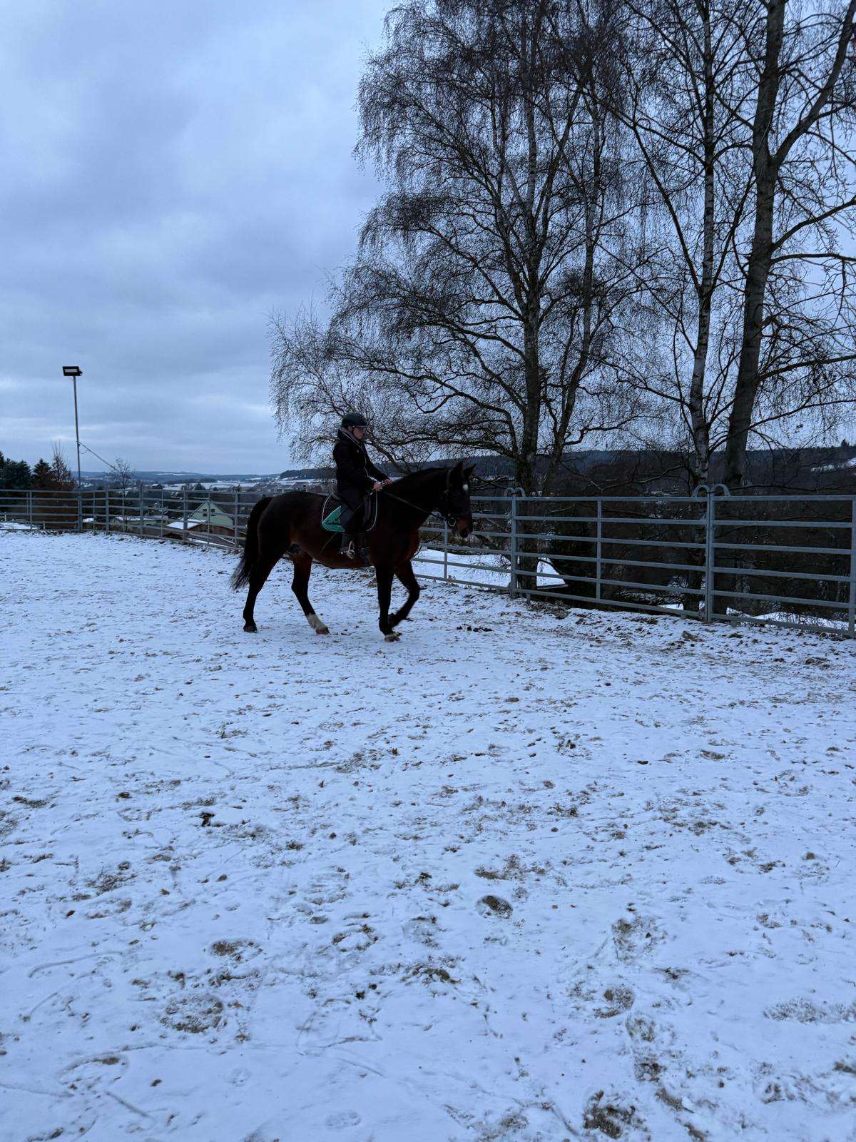 freizeitpferd barcelona