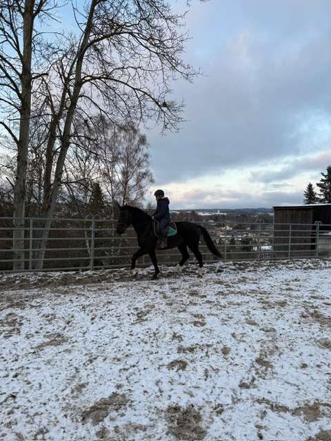 freizeitpferd rosendal