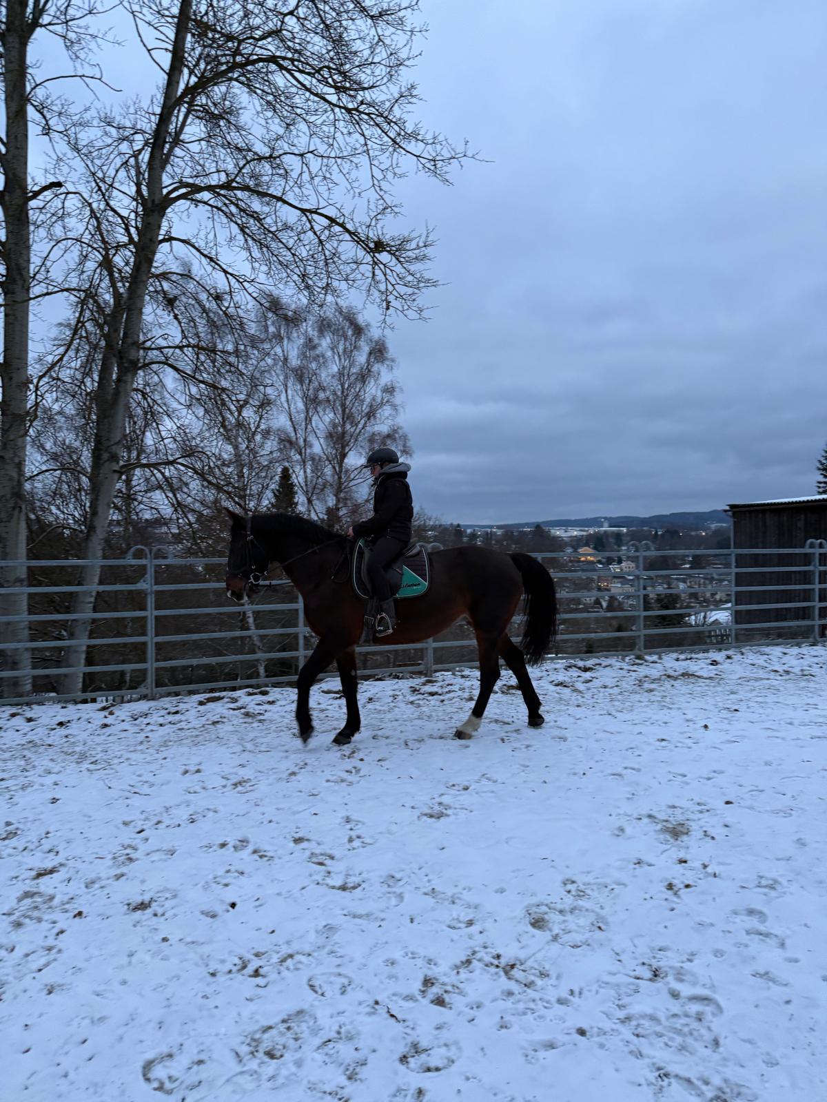 warmblut stute barcelona