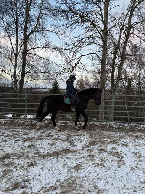 warmblut wallach rosendal