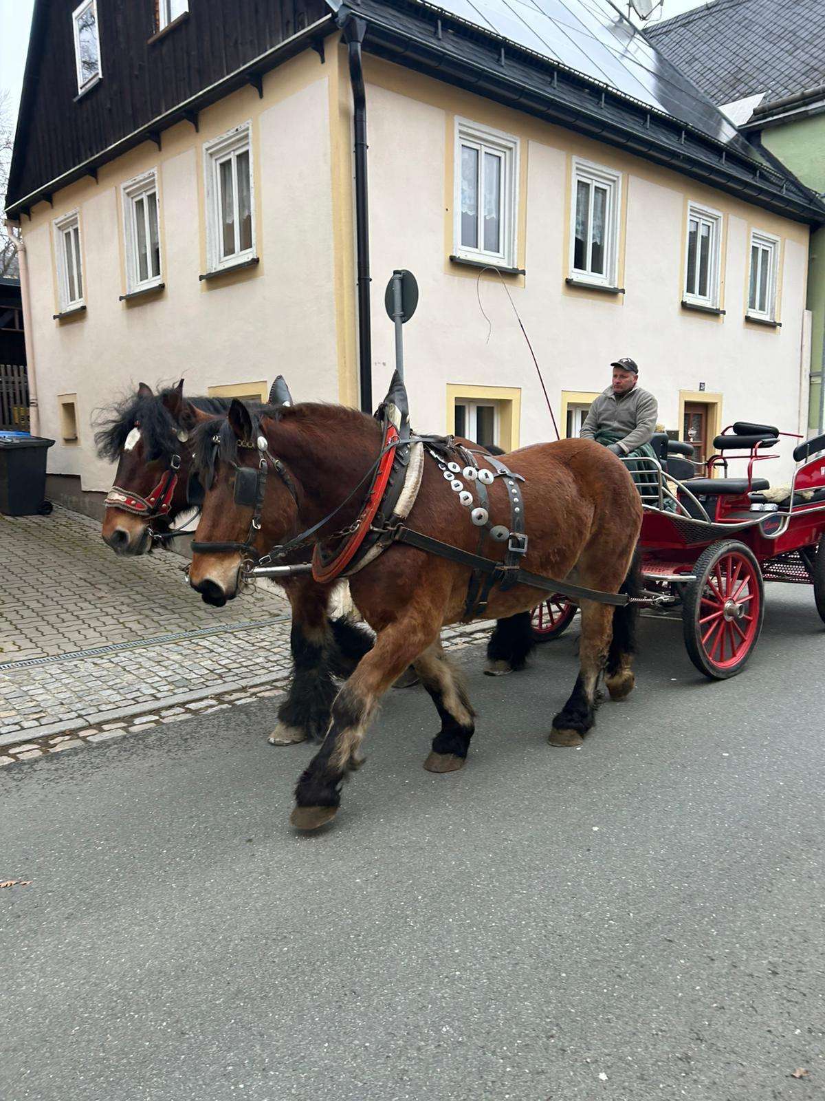 brauner kaltblut znak