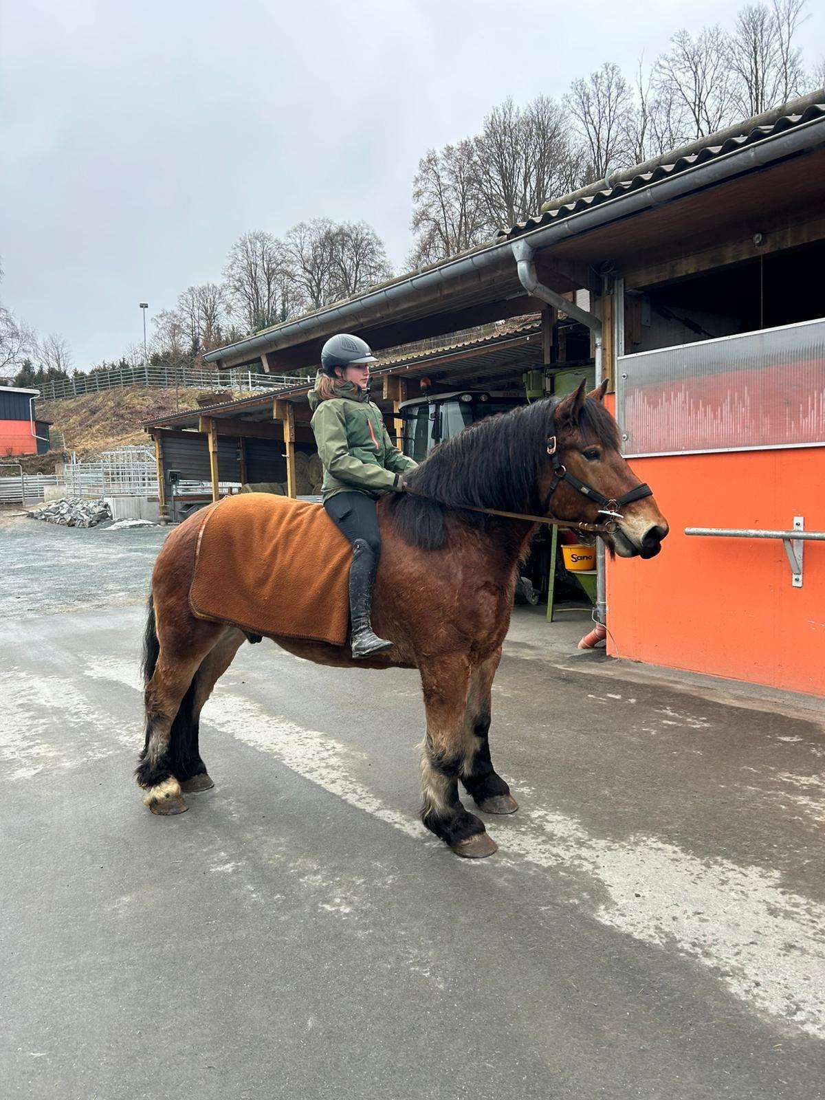 kaltblut wallach znak