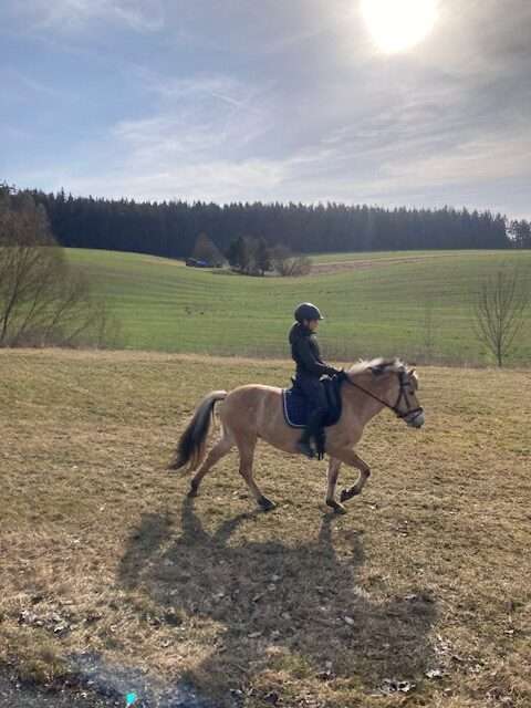 geländepferde fjords