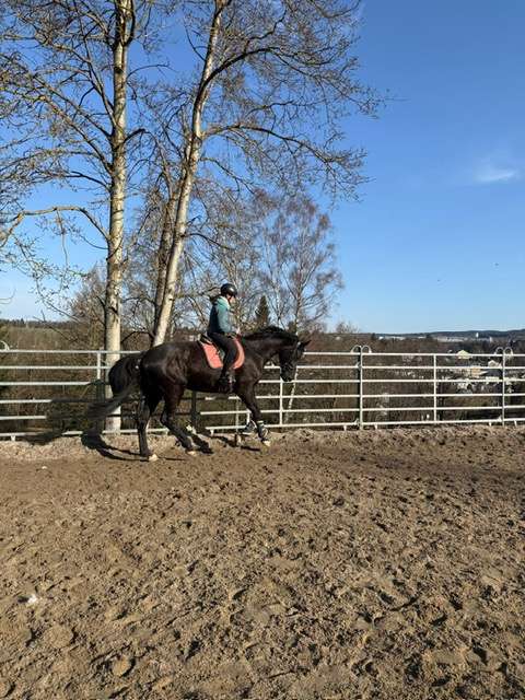 rappe stute habanera