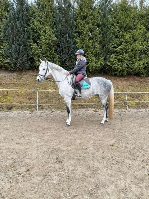 colina reitpferde stute