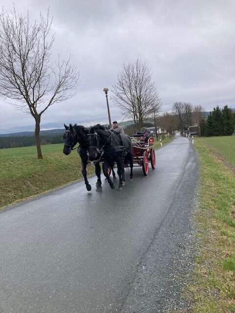 fahrpferd amon
