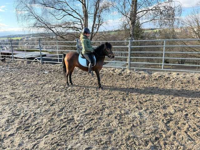 megi reitpony stute